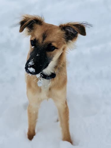 Dog trainer Thinking Dogs LLC Fairfield