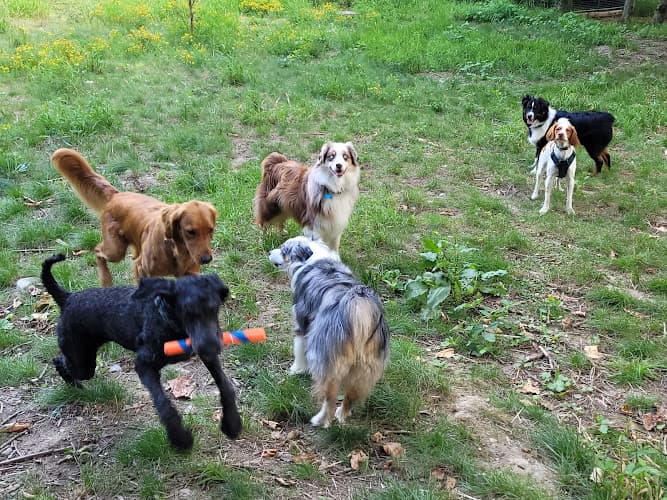 Dog trainer Timber Paws Bellingham