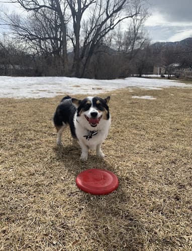 Dog trainer Traction Dog Training Club Vista