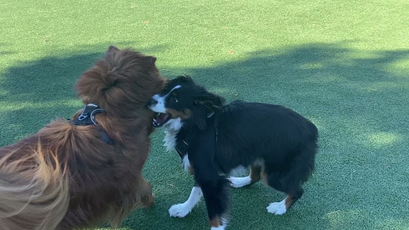 Dog trainer True Training 101 Daly City