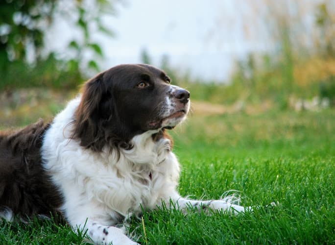 Dog trainer Two Gun Kennels: Made for Adventure Spokane