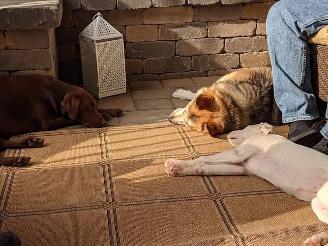 Dog trainer UniversityK9 Portland