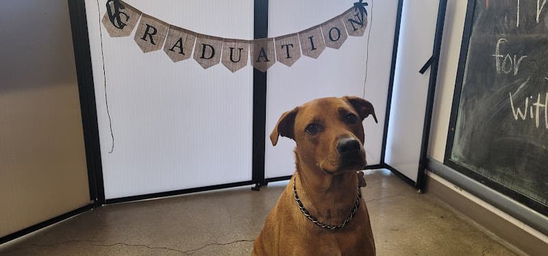 Dog trainer Unleashed Long Beach