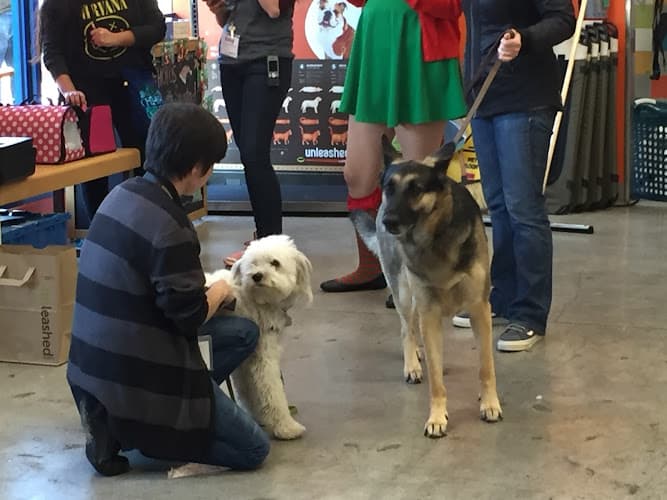 Dog trainer Unleashed Santa Monica