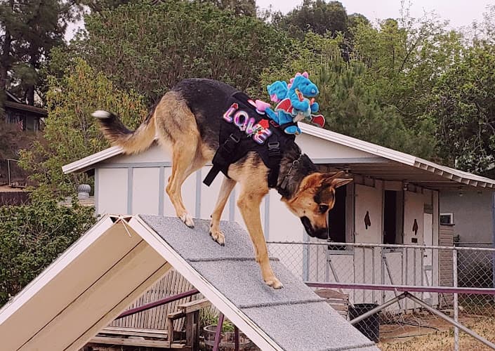 Dog trainer Unlimited Obedience Corona