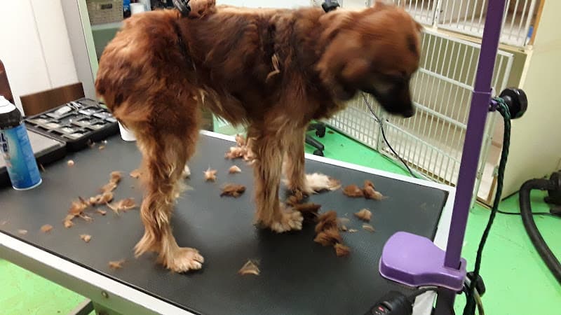 Dog trainer Uptown Paw Resort & Spa Huntington Beach