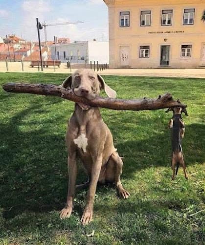 Dog trainer VCA Asher Animal Hospital Redding