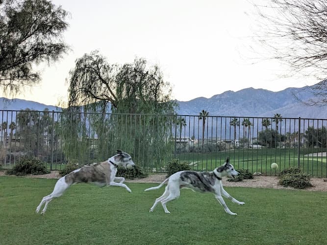 Dog trainer VCA Valley Animal Medical Center & Emergency Hospital Indio