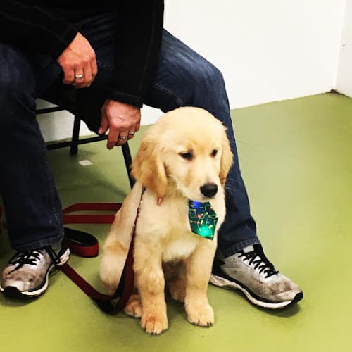 Dog trainer Victoria's Elite Dog Training Services Bellingham