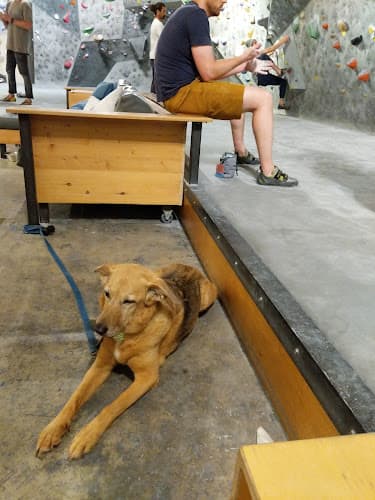 Dog trainer VITAL Climbing Gym - Carlsbad Carlsbad