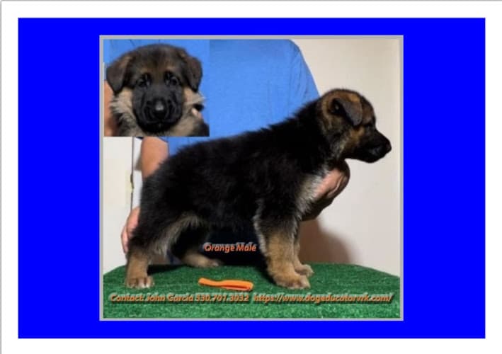 Dog trainer Von Rechtschaffenheit School of Dog Training Sacramento