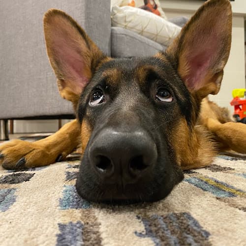 Dog trainer Von Waldberg German Shepherds Everett