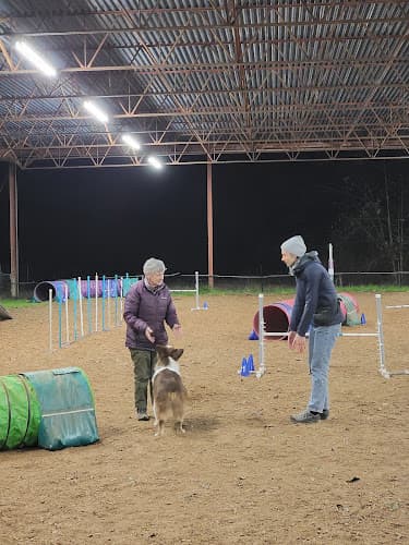 Dog trainer Vortex Agility Kent