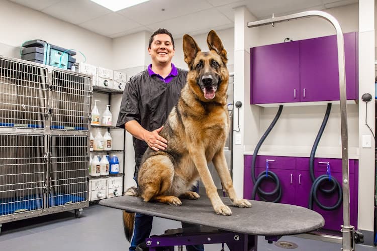 Dog trainer Wagly Veterinary Hospital & Pet Campus | Irvine & Tustin Irvine