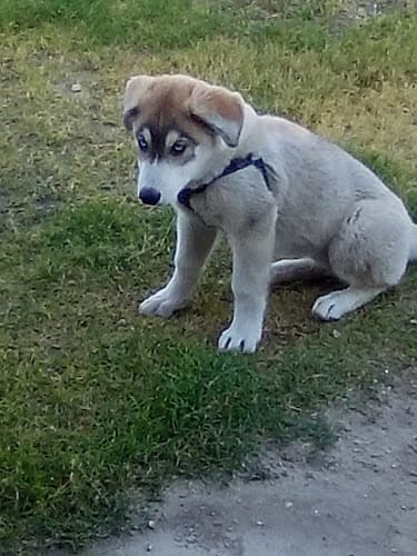 Dog trainer Wendy Jeffries Dog Training Murrieta