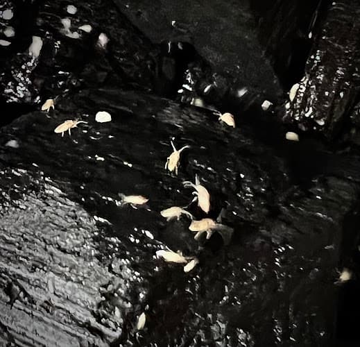 Dog trainer WestCoastCreatures Bellingham