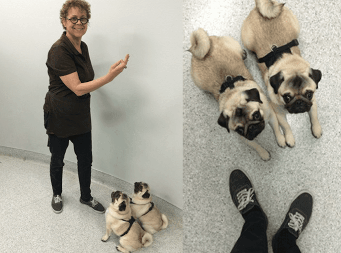 Dog trainer What A Good Dog! LA Los Angeles