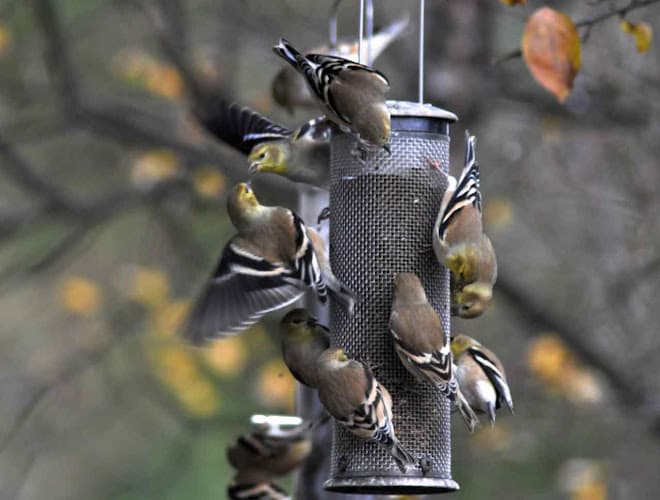 Dog trainer Wild Bird Chalet Bellingham