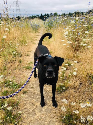 Dog trainer Wildwood Canine Seattle