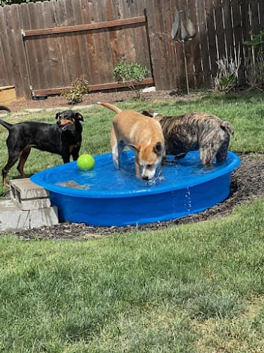 Dog trainer WildWoof Dog Camp Roseville