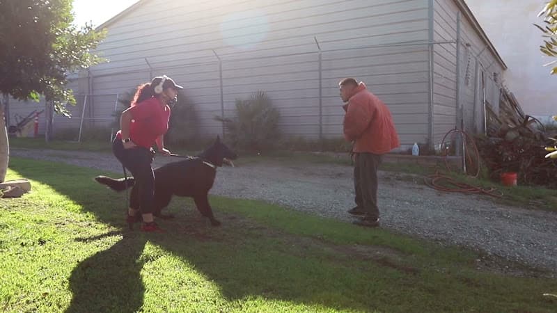 Dog trainer Wolfgang Expert Dog Training Los Angeles
