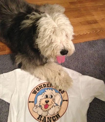 Dog trainer Wonder Dog Ranch Pasadena