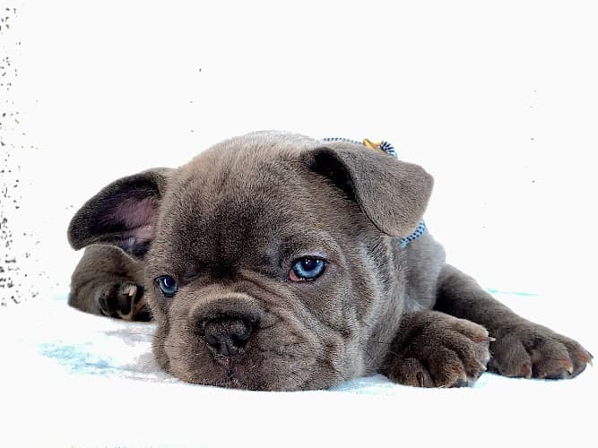 Dog trainer www.frenchies.shop Bellevue