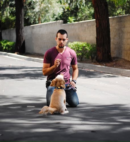 Dog trainer Xaviers Training San Bernardino