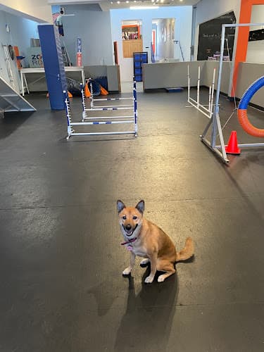 Dog trainer Zoom Room Dog Training Burbank