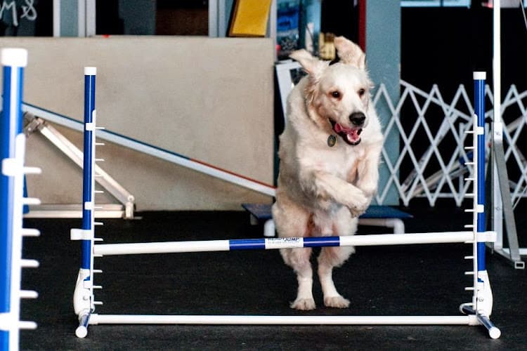 Dog trainer Zoom Room Dog Training Los Angeles