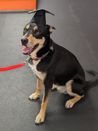 Dog trainer Zoom Room Dog Training San Diego