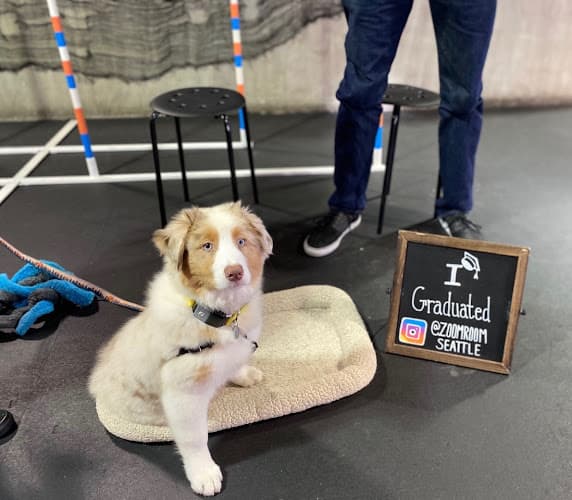 Dog trainer Zoom Room Dog Training Seattle