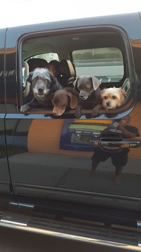 Dog walker 17th Street Dog Spaw Costa Mesa