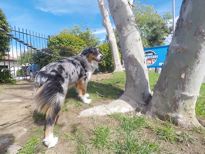 Dog walker 24 Hour Dog Daycare Escondido