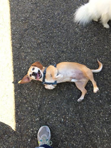 Dog walker A Pampered Pooch Bellevue