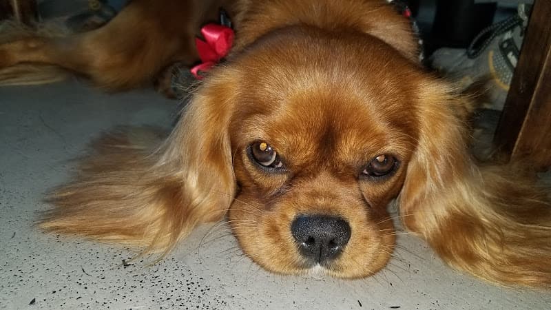Dog walker A Pet Affaire Oxnard