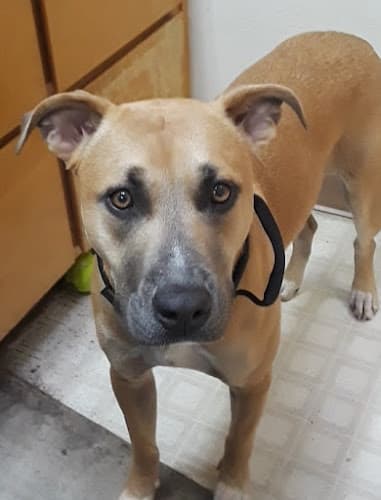 Dog walker Abbey Vet Hospital Antioch
