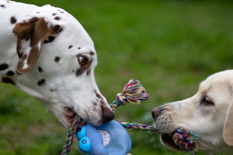 Dog walker Affordable & Reliable Pet Care Portland