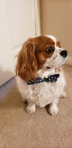 Dog walker Al & Barbara Pet Sitting Indio