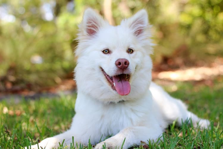 Dog walker Alaska Dog Care Anchorage