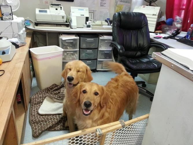 Dog walker All Creatures Care Cottage Veterinary Hospital Costa Mesa