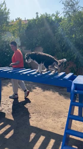 Dog walker All Dogs Society Inc. Los Angeles