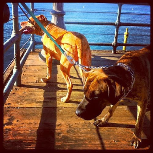Dog walker All Star Pet Resort Torrance