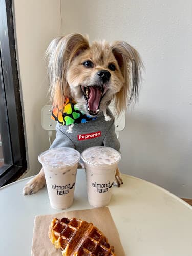 Dog walker Almond Haus Cafe - Westminster Garden Grove