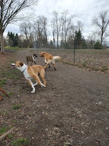 Dog walker Alton Baker Dog Park Eugene