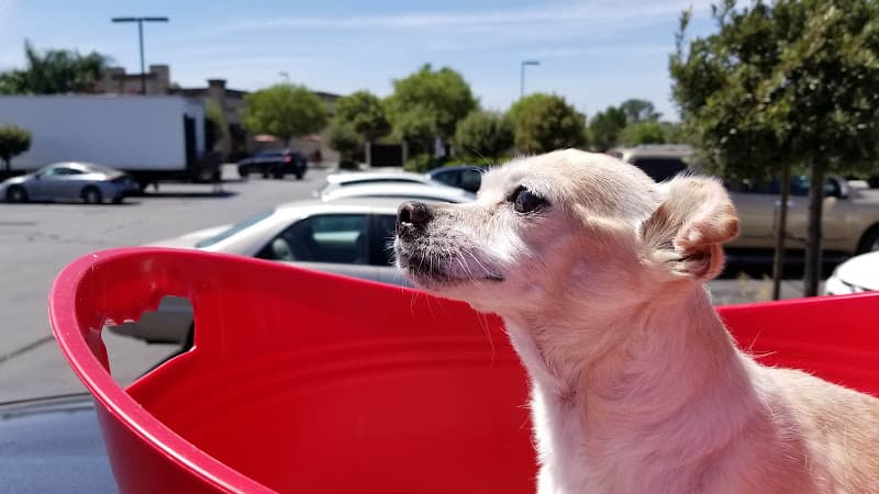Dog walker Angel Care Pet Hospital Murrieta