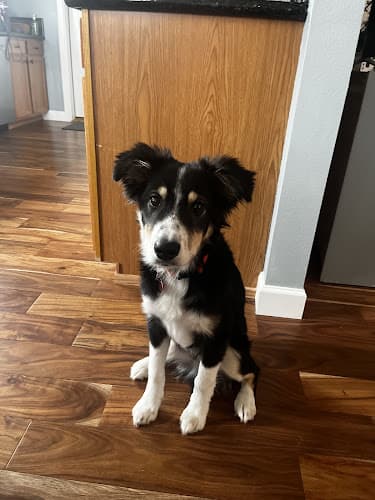 Dog walker Animal Medical Service Yakima