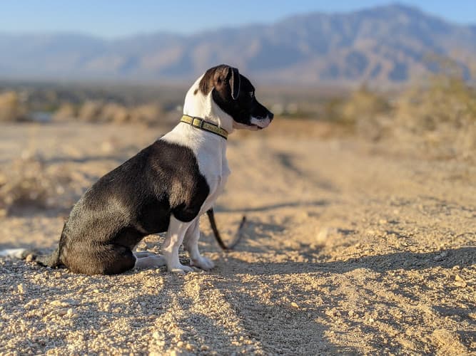 Dog walker Animal Samaritans Indio