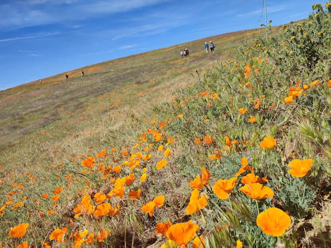 Dog walker Antelope Valley California Poppy Reserve State Natural Reserve Lancaster