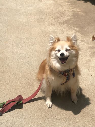 Dog walker April's Furry Tail Mobile Pet Grooming Service Inglewood